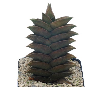 Haworthia viscosa