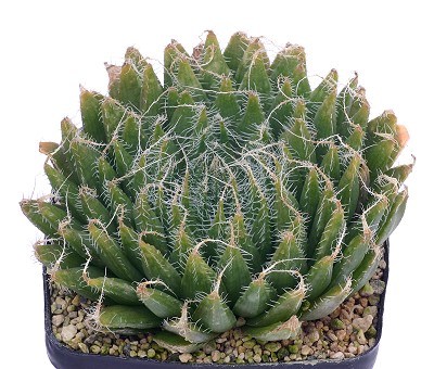 Haworthia arachnoideavar.setata