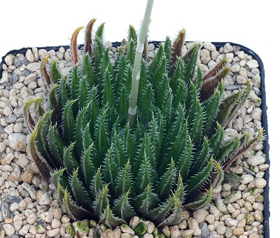 Haworthia outeniquensis