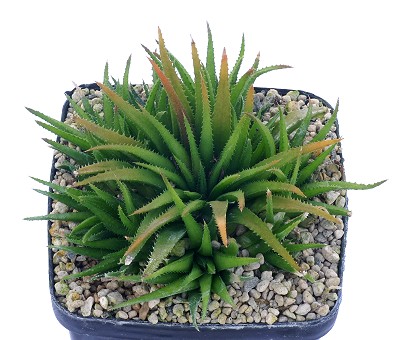 Haworthia chloracantha