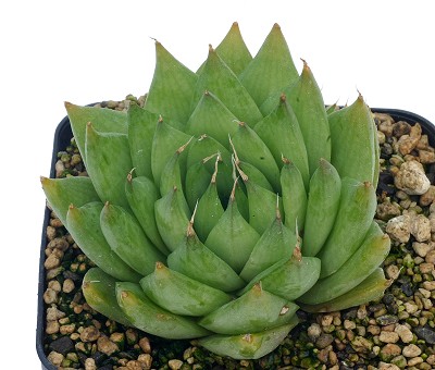 Haworthia integra