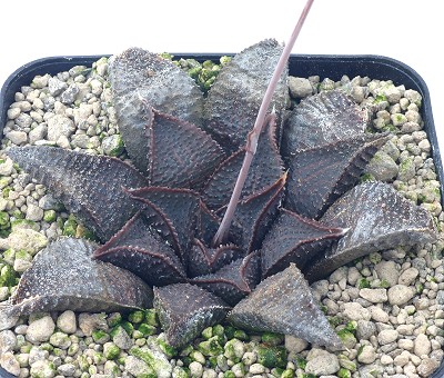 Haworthia koelmaniorumvar.mcmurtryi