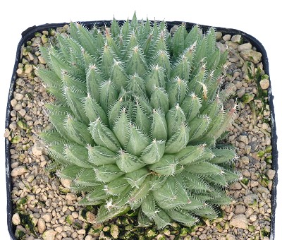 Haworthia tenera