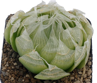 Haworthia lockwoodii