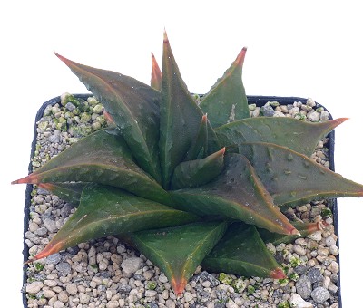 Haworthia limifoliavar.arcana