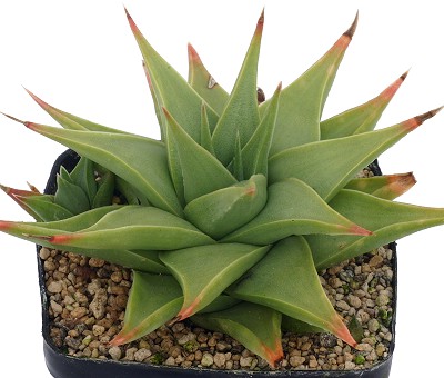 Haworthia limifoliavar.glaucophylla
