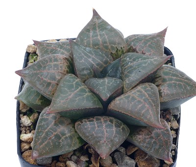 Haworthia comptoniana