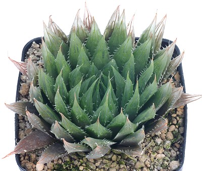 Haworthia hastata