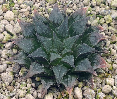 Haworthia schuldtiana