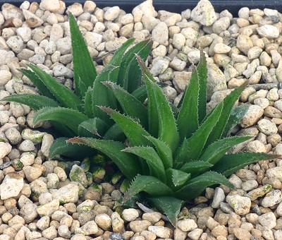 Haworthia dentata