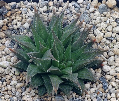 Haworthia viridis
