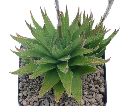 Haworthia oxygona