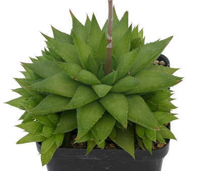 Haworthia reticulatavar.subregularis