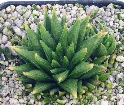 Haworthia modesta