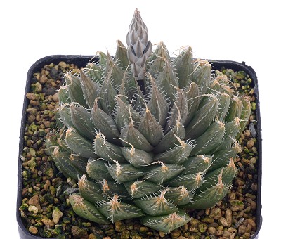 Haworthia devriesii