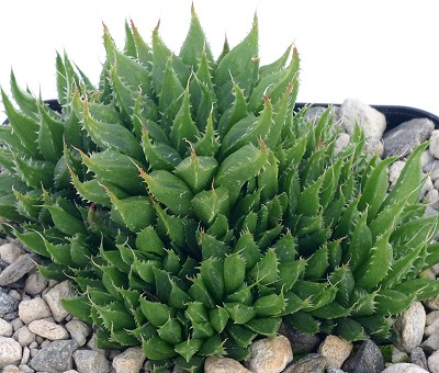 Haworthia elizeae