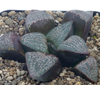 Haworthia pygmaeavar.argenteo-maculosa