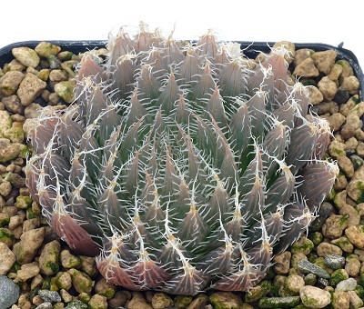 Haworthia blackbeardiana