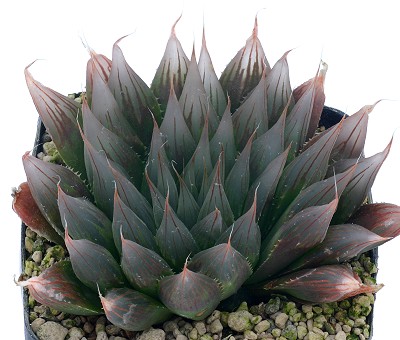 针管玉露(Haworthia davidii)
