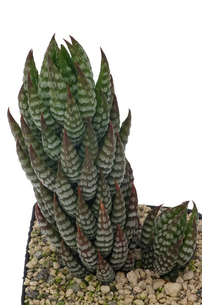 Haworthia reinwardtiivar.zebrina