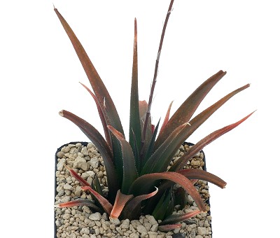 Haworthia angustifolia