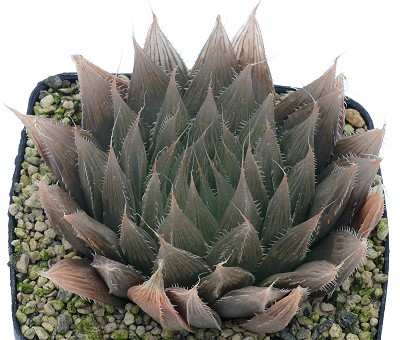 Haworthia cooperi