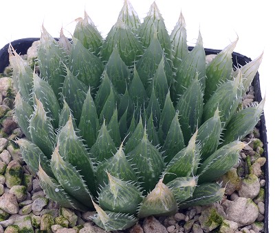 Haworthia pringlei