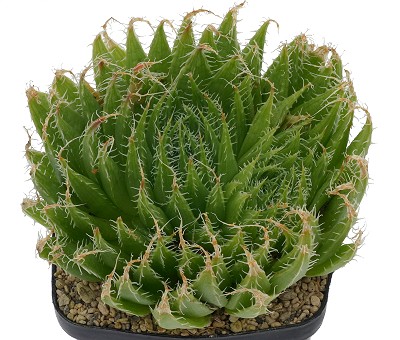 Haworthia mollis