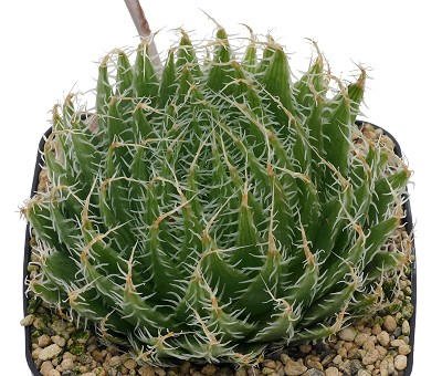 Haworthia jansenvillensis