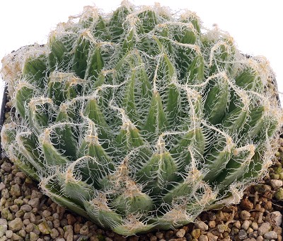 Haworthia bolusii