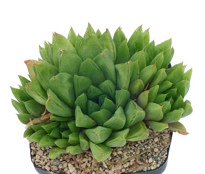 Haworthia cymbiformis var. obtusa