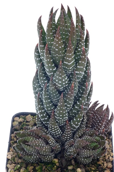 Haworthia coarctata