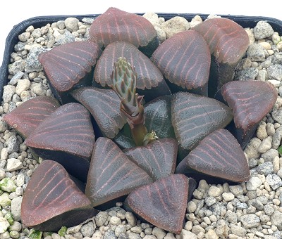 Haworthia bayeri
