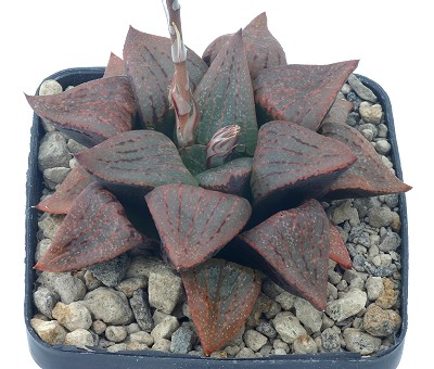 Haworthia picta var. janvlokii