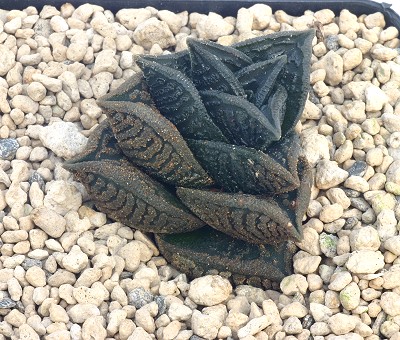Haworthia nigra var. diversifolia