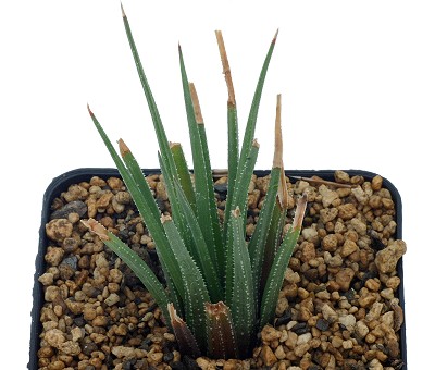 威特草(Haworthia wittebergensis)