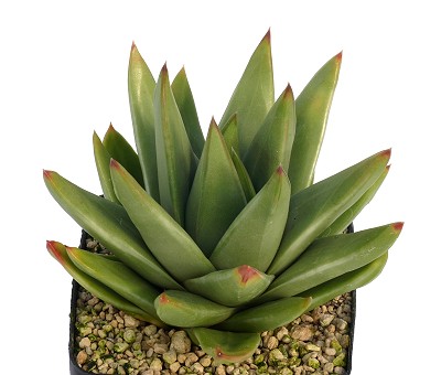 Haworthia marginata