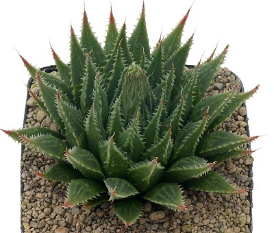 Haworthia serrata