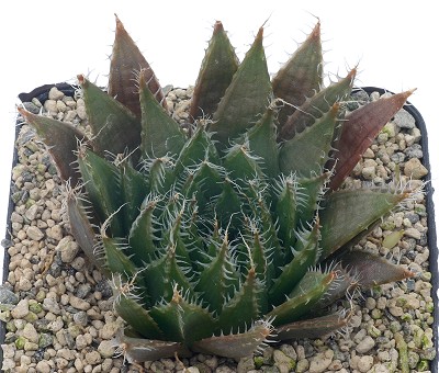 Haworthia tradouwensis