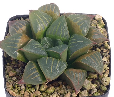 Haworthia magnifica