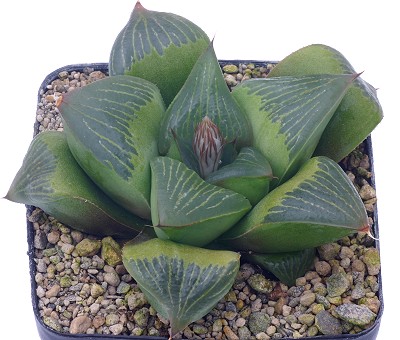 Haworthia retusa