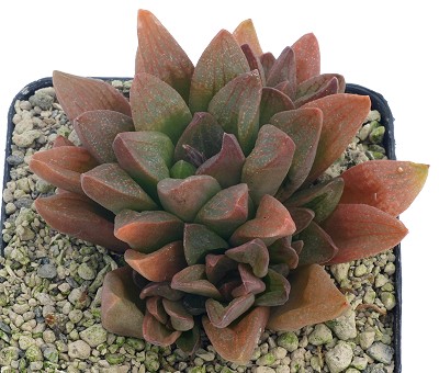 Haworthia turgida var. suberecta