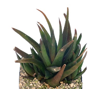 Haworthia scabra var. johanii