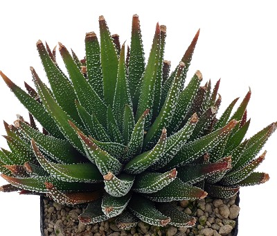 Haworthia attenuata