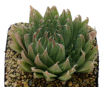 Haworthia gracilis