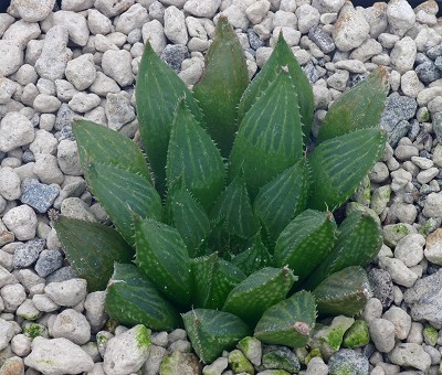 Haworthia triebneriana var. diversicolor