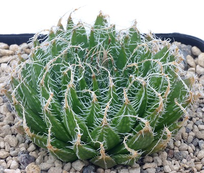 纳马夸兰蛛丝瓦苇(Haworthia arachnoidea var. namaquensis)
