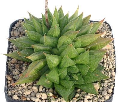 Haworthia maculata