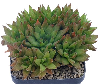 Haworthia reticulata