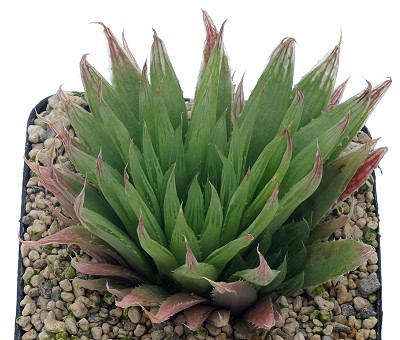 Haworthia caerulea